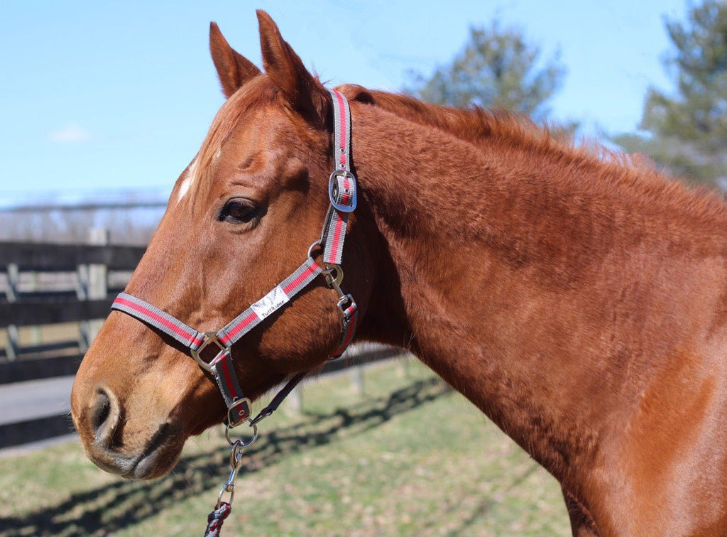 TuffRider Nylon Breakaway Halter & Lead Set - Breeches.com