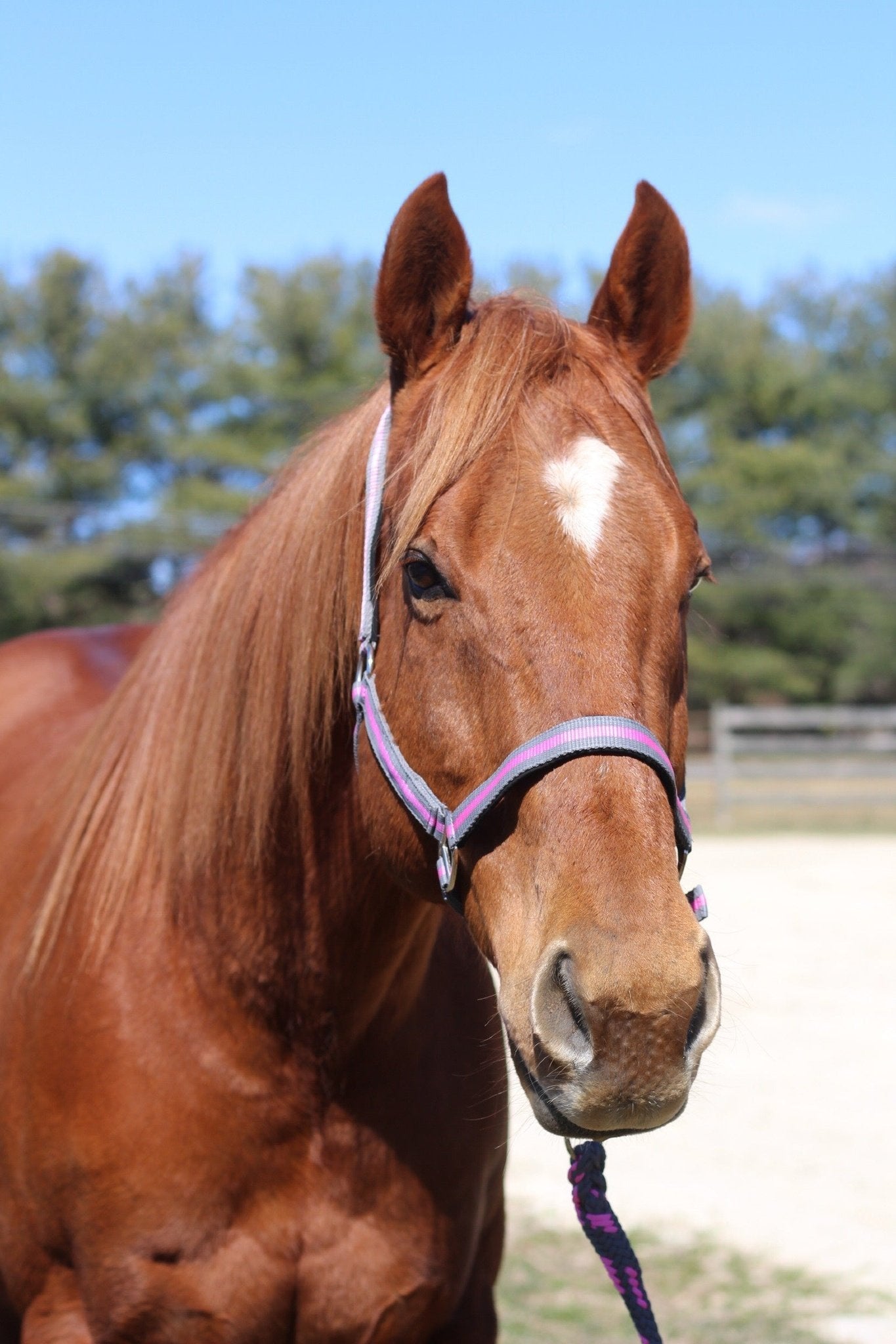 TuffRider Nylon Breakaway Halter & Lead Set - Breeches.com